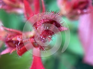 Ashanti Blood Flower photo