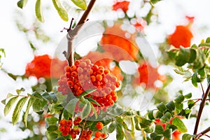 Ashberry. Ashberry tree at autumn