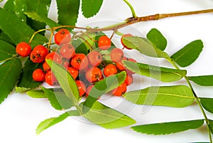 Ashberry branch
