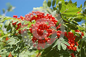 Ashberry branch