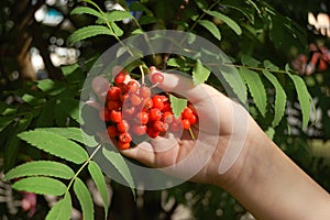 Ashberry branch in hand