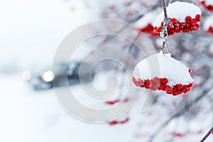 Ashberry branch in a snow