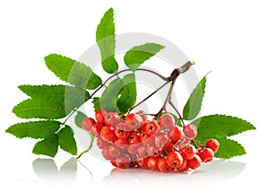 Ashberry cluster with red berry and green leaf