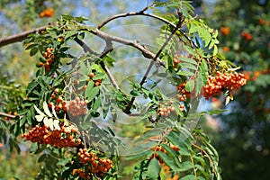 Ashberry at dry sunny day