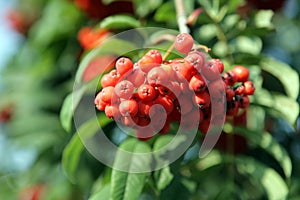 Ashberry with leafs photo
