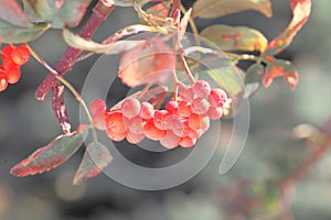 Ashberry with leafs