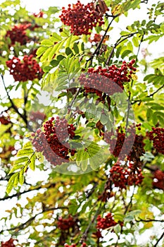 ashberry with leafs on sky background