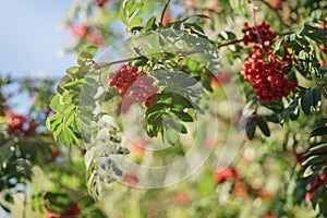 Ashberry on rowan tree in a sunny autumn day