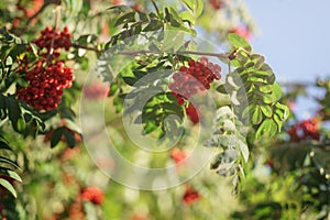 Ashberry on rowan tree in a sunny autumn day