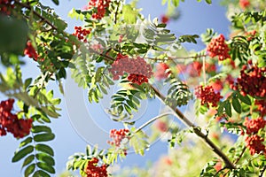 Ashberry on rowan tree in a sunny autumn day