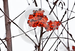 Ashberry on a snowy treebranch