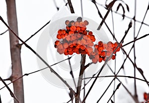 Ashberry on a snowy treebranch