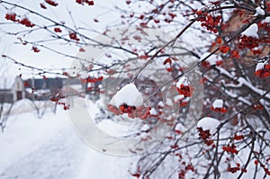 Ashberry on a snowy treebranch