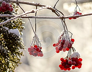 Ashberry on a snowy treebranch. On a white background