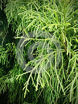 Ashe`s Juniper, a species of junipers. Vertical photo image.