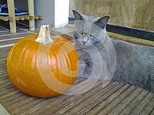 Ashes, A Beautiful Russian Blue Cat is Ready For Autumn and the Fall Season With Her Special Pumpkin Straight From the Patch