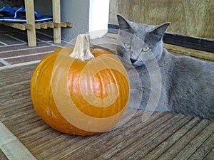 Ashes, A Beautiful Russian Blue Cat is Ready For Autumn and the Fall Season With Her Special Pumpkin Straight From the Patch