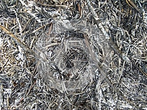 Ashes of the burnt grass. Plant ash on the field after the fire burned.