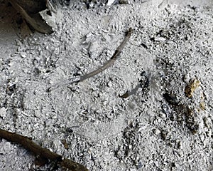 The ashes or coals from the burnt fire