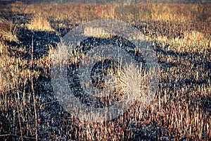 Ashes after a fire in the dry grass field, close