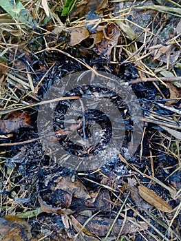 Ashes of grass on the ground.