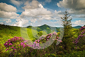 Asheville North Carolina Blue Ridge Parkway Spring Flowers Scenic Landscape photo