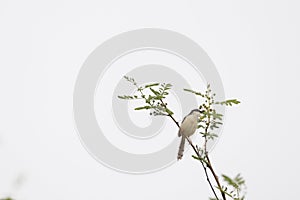 Ashia prinia perched