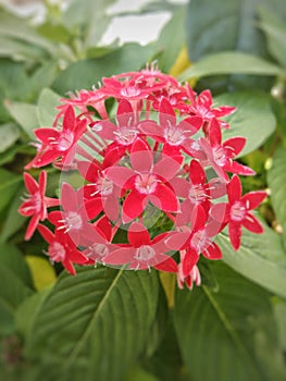 Ashoka flower care for bleeding and relieves pain photo