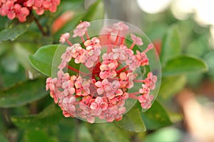 Blooming branch of ashoka flower photo