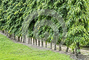 Ashoka tree or The Mast tree in the garden background. Row of green Cemetery tree in the park ( Polyalthia Longifolia ).