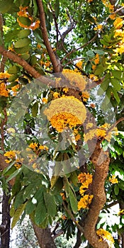 Ashoka tree yellow flower garden