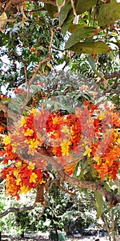 Ashoka tree yellow & orange flower