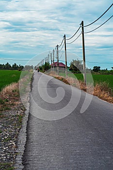 Ashphalt road leading to the village crossing the green paddy fields photo