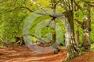 Ashridge Beech Forest