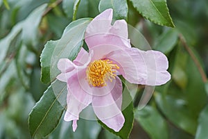 Ashton's Pride hybrid camellia flower