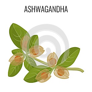 Ashwagandha ayurvedic herb isolated on white. Withania somnifera