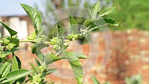 Ashwagandha Benefits For Weight Loss and healthcare