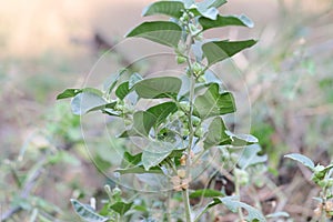 Ashwagandha fruit on plant Withania somnifera