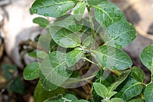 Ashwagandha green plants in the garden. Withania somnifera ( Ashwagandha ) in garden, Medicinal Herbs