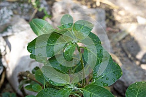 Ashwagandha green plants in the garden. Withania somnifera ( Ashwagandha ) in garden, Medicinal Herbs