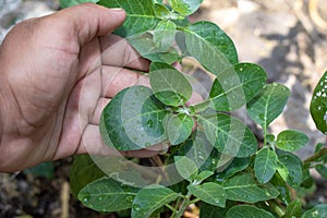 Ashwagandha green plants in the garden. Withania somnifera & x28; Ashwagandha & x29; in garden, Medicinal Herbs