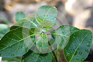 Ashwagandha green plants in the garden. Withania somnifera ( Ashwagandha ) in garden, Medicinal Herbs