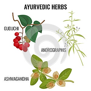 Ashwagandha, guduchi cordifolia, andrographis flowering plant realistic vector illustration photo