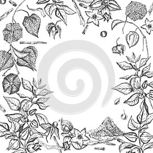 Ashwagandha hand drawn border frame pattern with berries, lives and branch in black color on white background. Retro