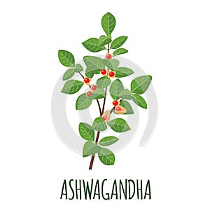 Ashwagandha icon in flat style on white background