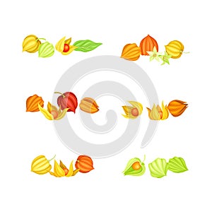 Ashwagandha or Indian Ginseng as Perennial Specie with Elliptic Leaves and Bell-shaped Flowers Vector Set