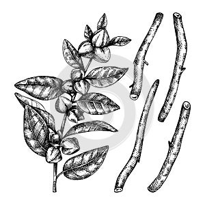 Ashwagandha. Medicinal plant and roots hand-sketched illustration. Adaptogenic herbs drawing isolated on white background.