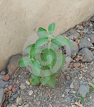 Ashwagandha or medicinal  Withania somnifera plant