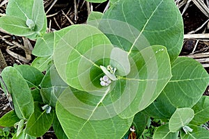 Ashwagandha plant.