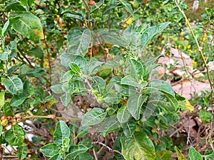 ashwagandha plant,